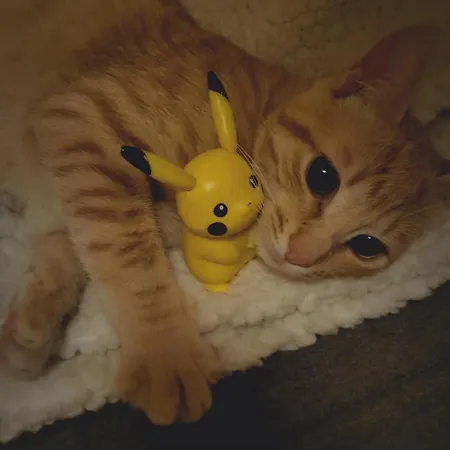 Nid Charentais Angouleme Pool Jacuzzi *