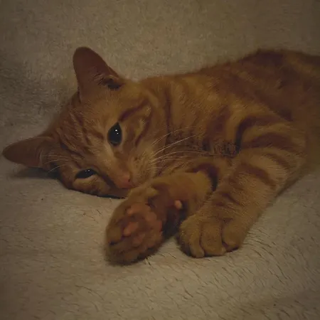 Feriehus Nid Charentais Angouleme Pool Jacuzzi *